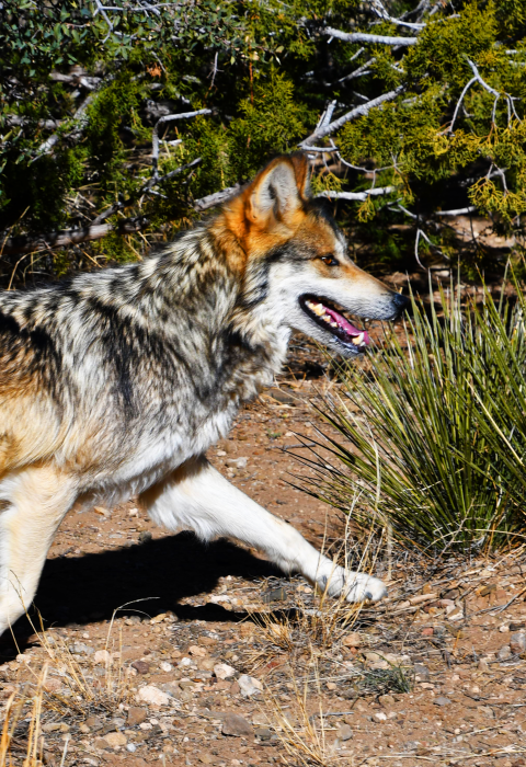 Adult male Mexican wolf running