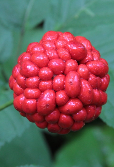 Close-up of American ginseng with bright red berries in a ball-shaped cluster, in front of green leaves