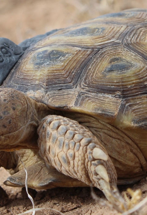 Bolson Tortoise (Gopherus flavomarginatus) | U.S. Fish & Wildlife Service