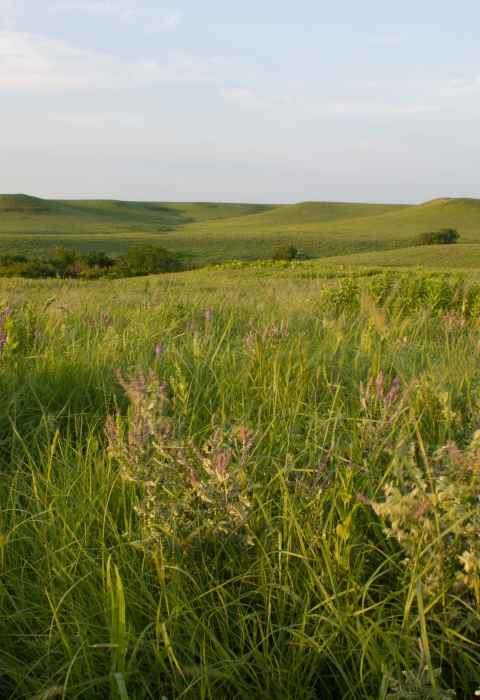 A rolling hills grassland ecosystem with native forbs and grasses