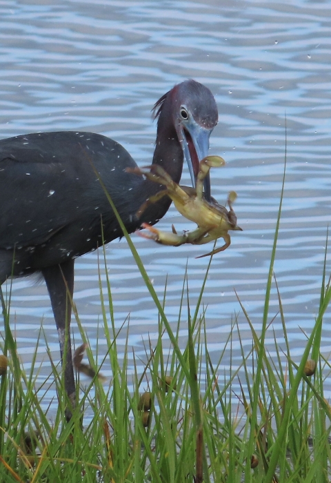 Long-legged little blue heron wading in blue water with a large blue crab dangling from the heron's bill