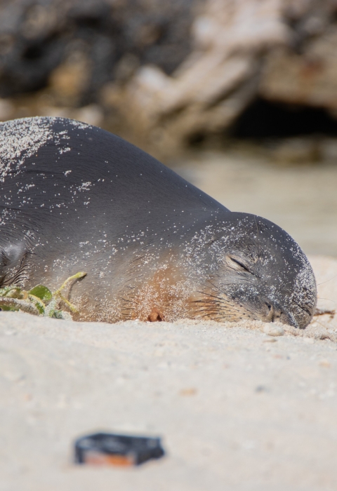 monk seal rests on a sandy beach