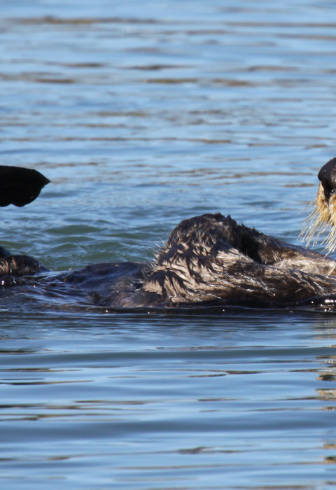 By rubbing their flippers and forepaws simultaneously, sea otters increase the efficiency of a grooming session.