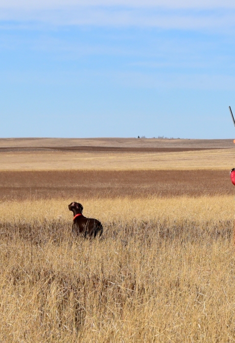 Hunter and his dog pursue upland game birds in the prairie at Lacreek National Wildlife Refuge in South Dakota.