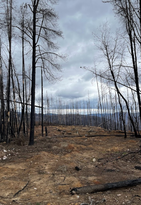 trees blackened by wildfire stand like toothpicks on a dirt ridge