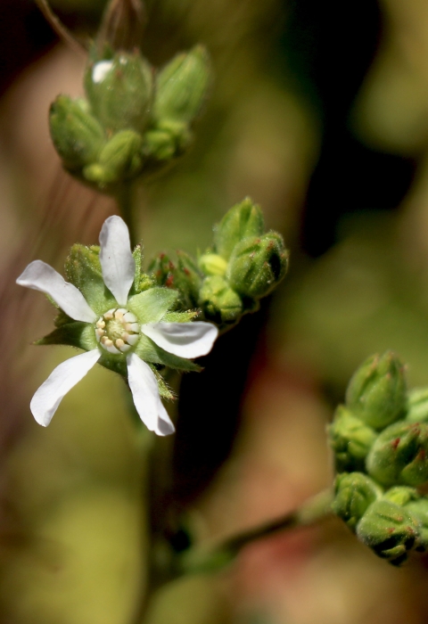 closeup of green plant with white flowers