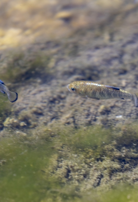 two small fish swimming with green moss in the background