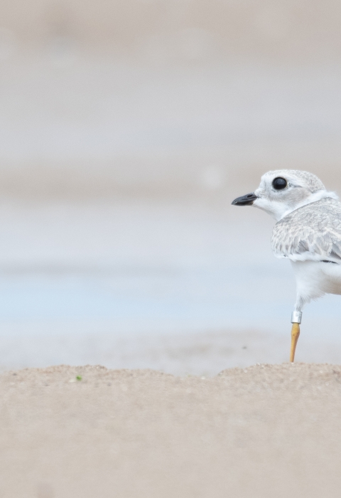 A piping plover chick with leg bands stands on the beach