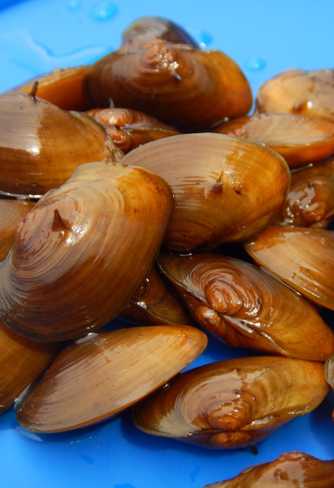 Cluster of James spiny mussels resting on a blue backdrop