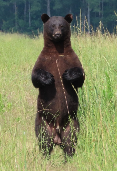 Black bear standing tall on hind feet in a field of green grass