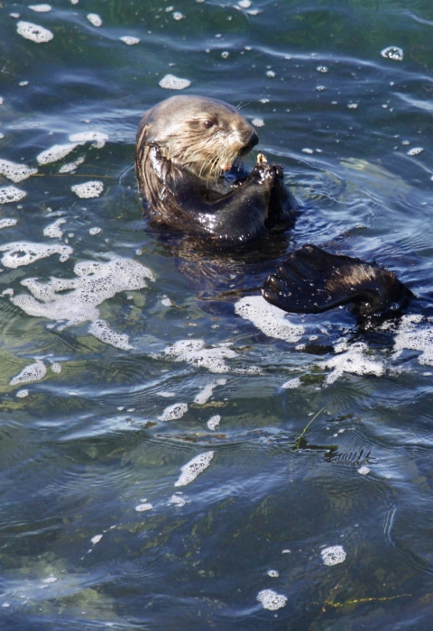A sea otter floating on its back in the water