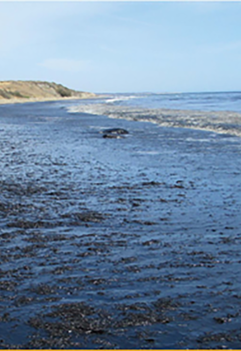 A stretch of beach and coastline affected by an oil spill