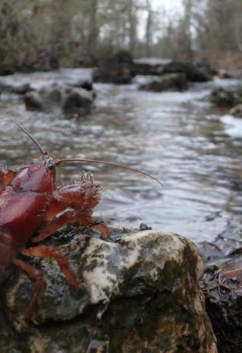 a crayfish on a rock