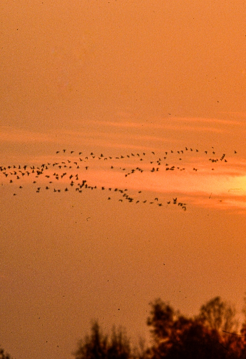 Migrating birds at sunset