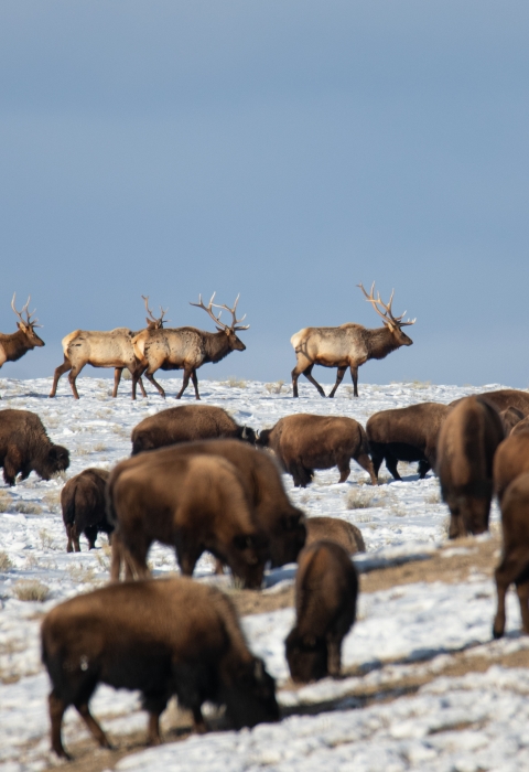 Bison and elk graze on snow-patched grassland