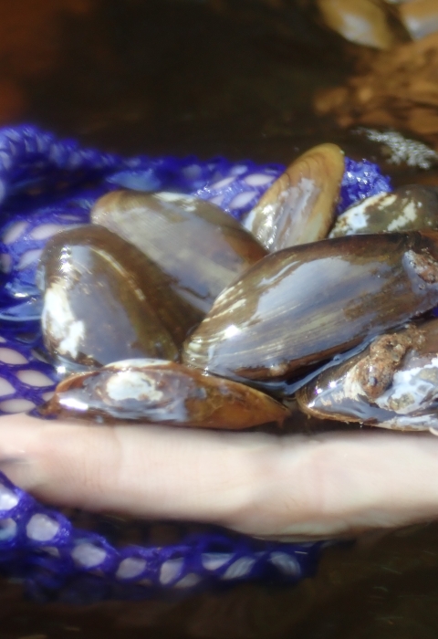 Close up photo of multiple green and brown mussels in a person's hand