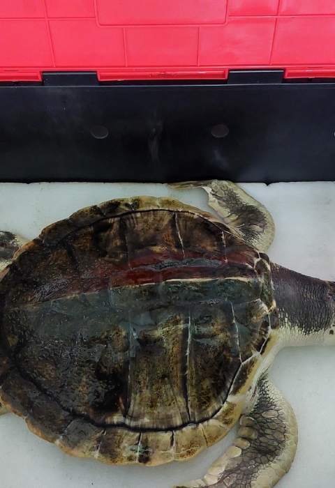 Tally Kemp's Ridley Sea Turtle