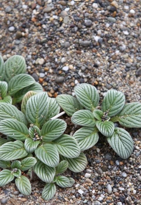 low growing green plant without flowers, growing in sandy soil