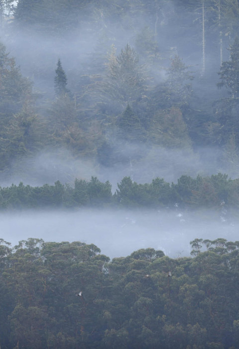 A foggy morning in a coastal forest