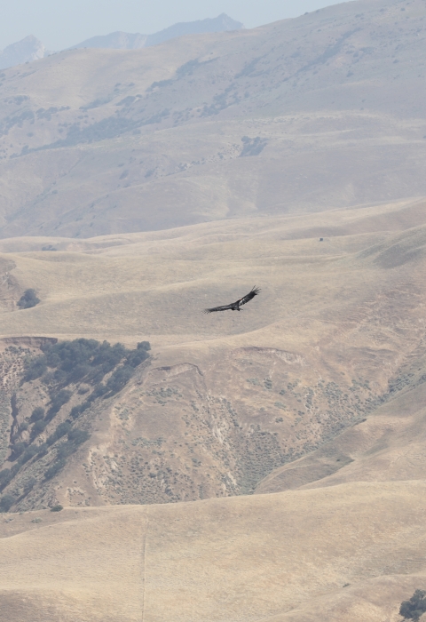 A black bird with large wings flies in the distance over yellow and tan colored hills and mountains.