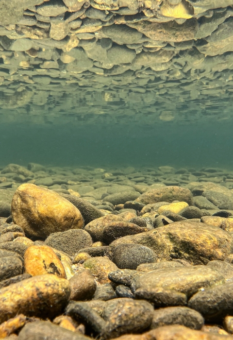 Underwater image of a rock covered stream bottom and its reflection on the river's surface,