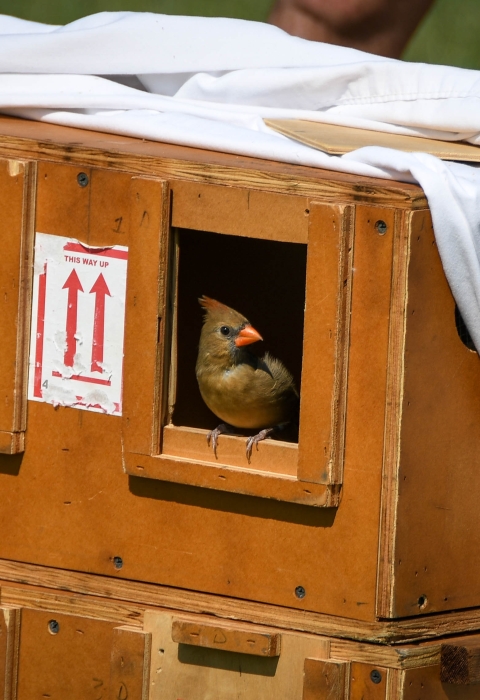 Image of a northern cardinal, one of the species of birds recovered during the investigation into migratory songbird trafficking