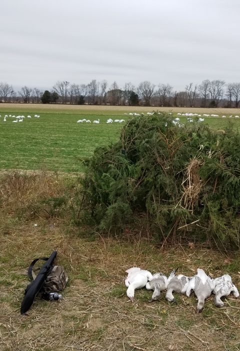 several dead white geese lie on the ground next to a field