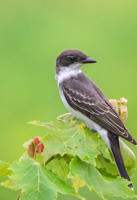 Gray & brown head and wings with a white neck & underbelly a kingbird sits atop green leaves
