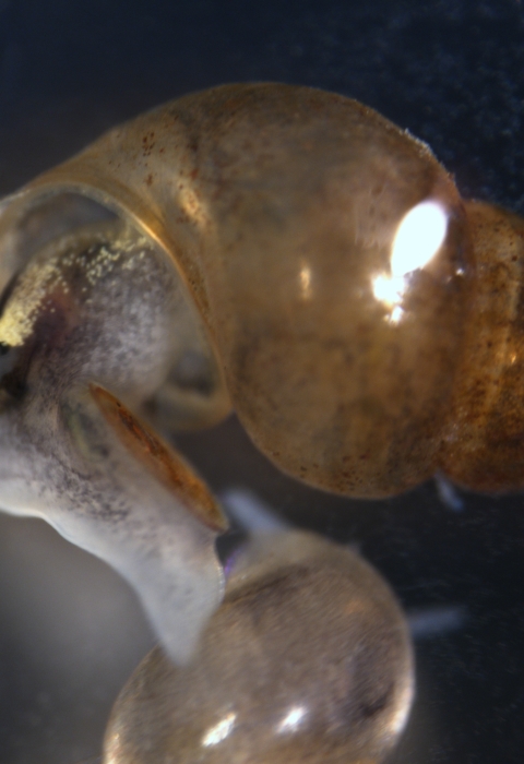 Extreme close-up of a tiny brown snail.