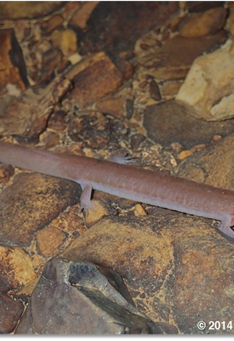 a pink salamander on rocks