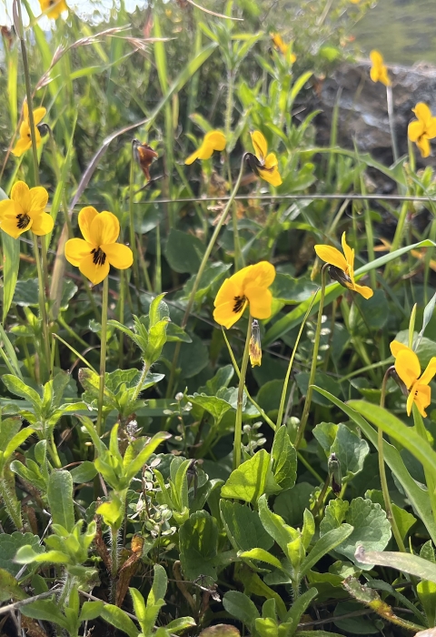 several bright yellow flowers with five petals growing near a rock in a grassland