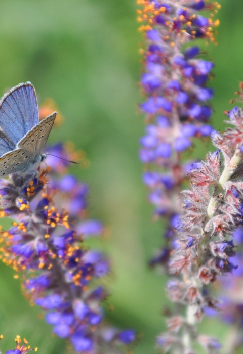 Karner blue butterfly male on leadplant