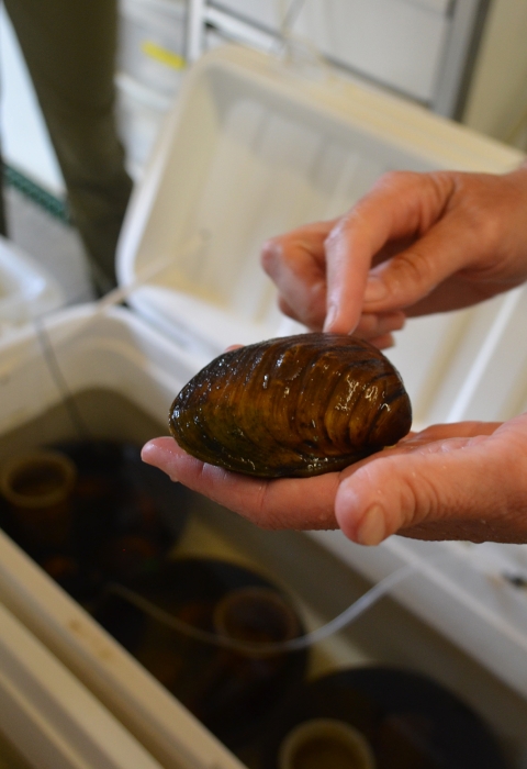 A biologist holds a sheepnose mussel, pointing out its features