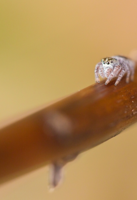 A light tan nearly white spider crawls down a branch. The image is close up highlighting the spiders large, round eyes. 