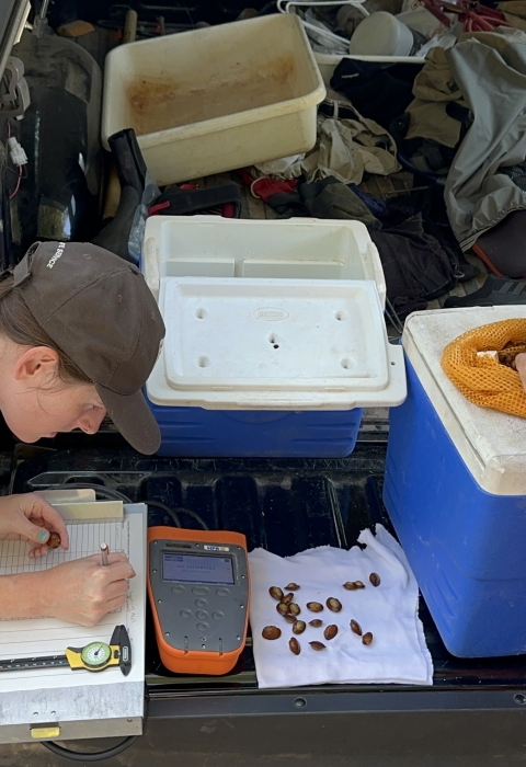 Brittany Barker-Jones (USFWS) and Paul Johnson (ADCNR) measure mussels before their release.
