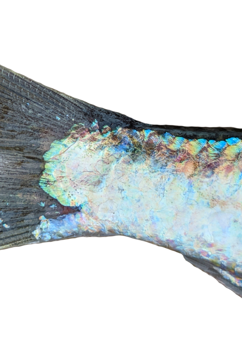 shiny tail end of a fish