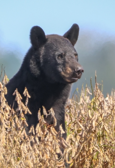 Black bear sitting in a field of dried, brown plants