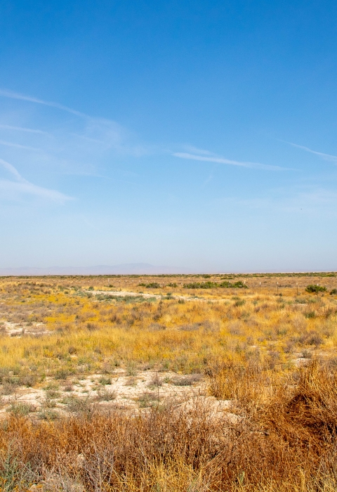 a flat, sparse landscape with low-growing dry yellow and orange plants under a blue sky 