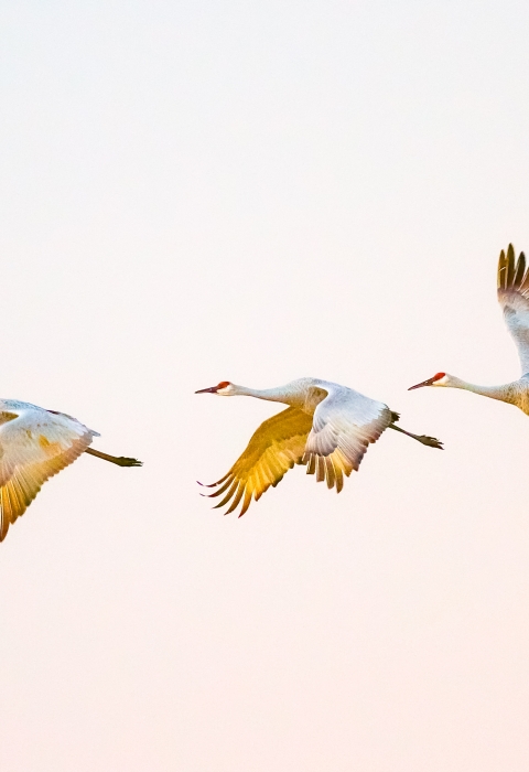 Three sandhill crane in flight