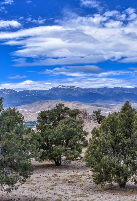 Image of pinyon and juniper pine trees in the foreground, and snowcapped Sierra Nevada mountains in the distance under a partly cloudy bright blue sky.