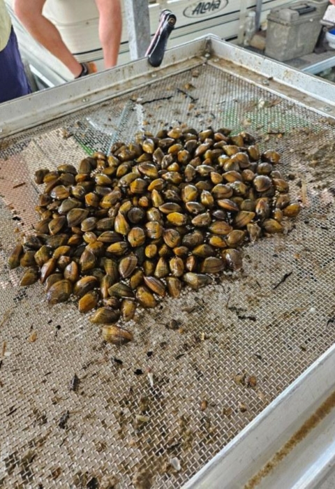 snuffbox mussels held over last year for stocking