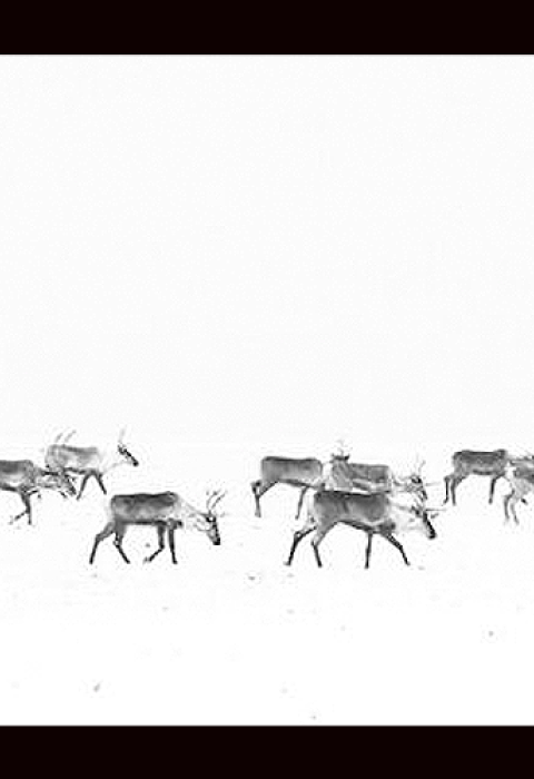 A long line of caribou walk across a white-out of snow.