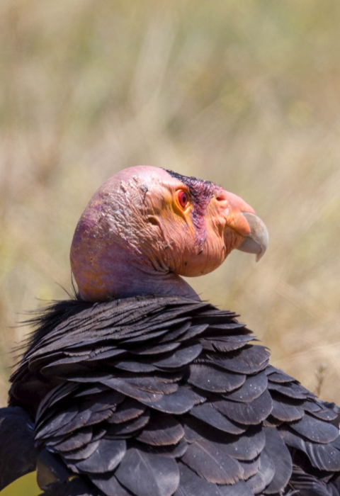 From behind, a California condor gazes to its left side.