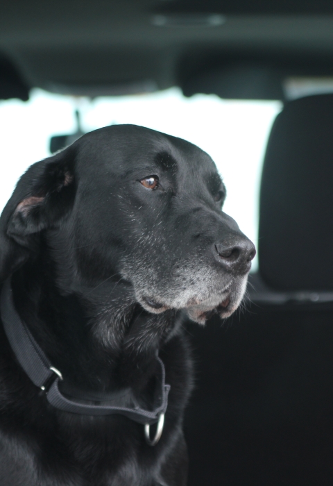 Close up of a black Labrador in a trunk area of an SUV with the forward area of the vehicle out of focus. 