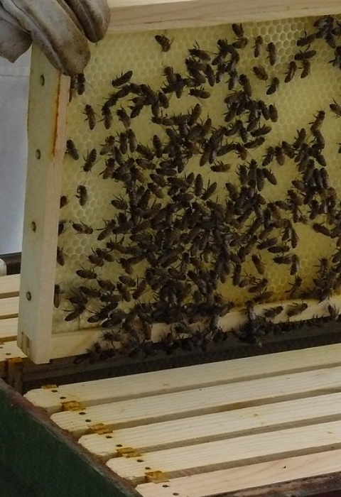 Honeycomb tray lifted by white gloved hands. Honey Bees cover tray.
