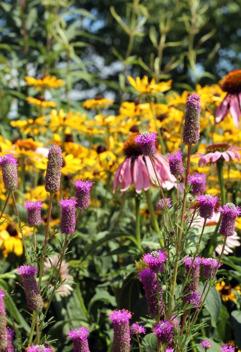 A pollinator garden in bloom showcasing a variety of yellow and purple native plants.