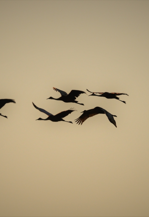 Sandhill cranes fly at sunrise
