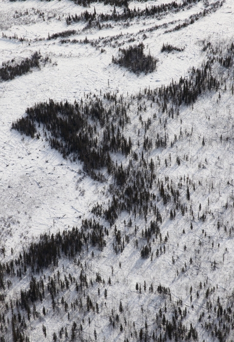 Aerial view of Yukon Flats Landscape and Boreal forest