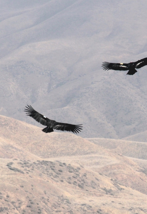 two black birds fly above brown mountain range