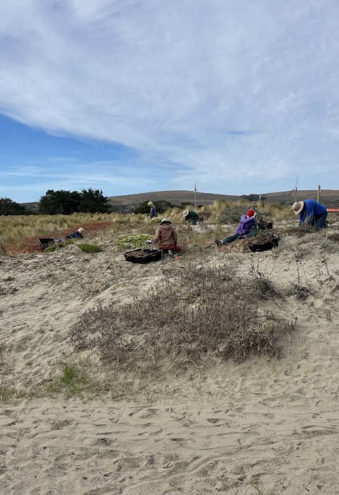 several people weeding grass and ice plant out of Doran beach sand dunes on a partly cloudy day